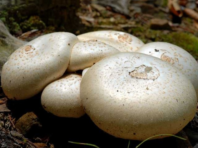 Мицелий Шампиньона садового (Аgaricus hortensis)